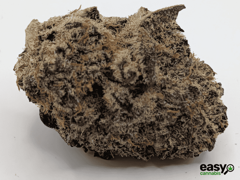 קנאביס רפואי תפרחת אף.אף - T22/C4 - F.F קנאבר לילה - אינדיקה