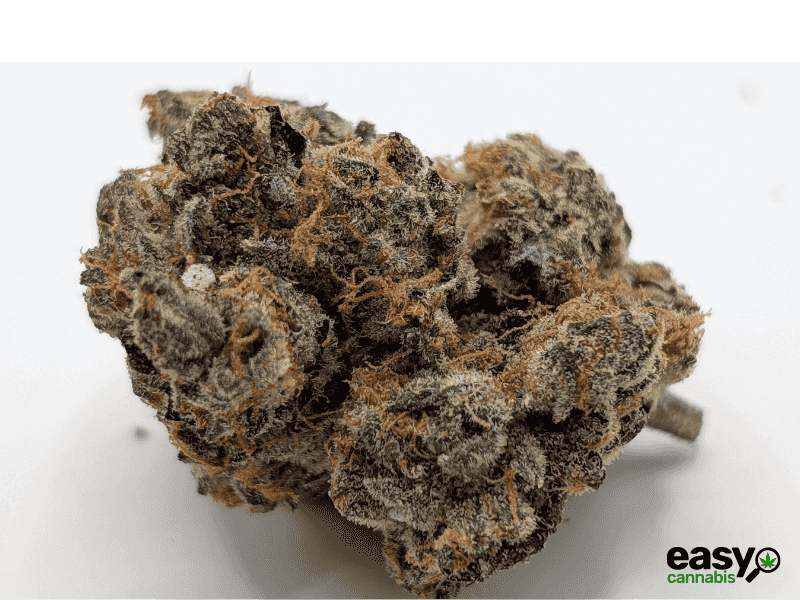 קנאביס רפואי תפרחת ג'ורג'יה פי  - T22/C4 - Georgia Pi קנדוק לילה - אינדיקה