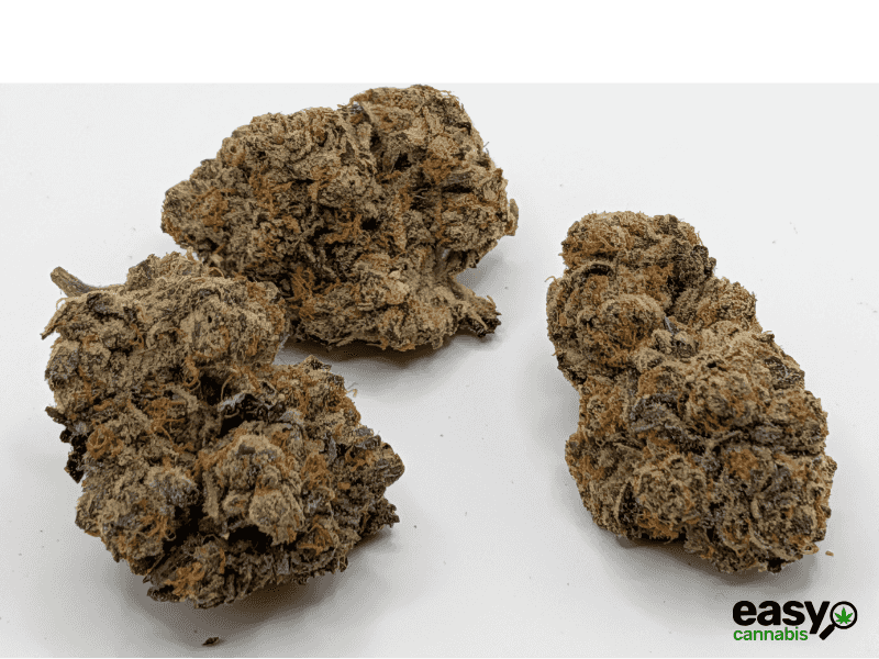 קנאביס רפואי תפרחת ג'ורג'יה פי  - T22/C4 - Georgia Pi קנדוק לילה - אינדיקה