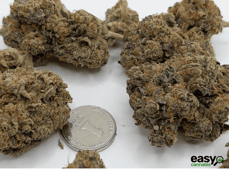 קנאביס רפואי תפרחת ג'ורג'יה פי  - T22/C4 - Georgia Pi קנדוק לילה - אינדיקה