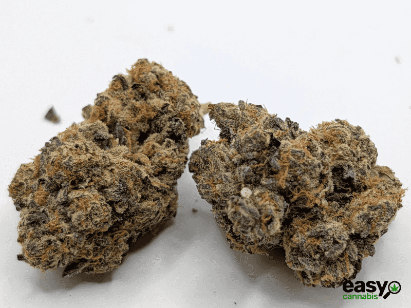 קנאביס רפואי תפרחת ג'ורג'יה פי  - T22/C4 - Georgia Pi קנדוק לילה - אינדיקה