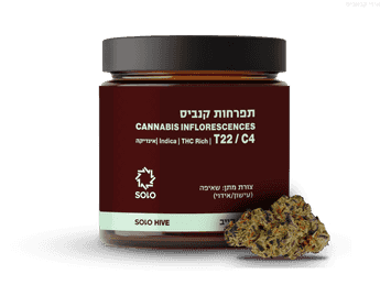 תפרחת סולו הייב - T22/C4 - SOLO Hive