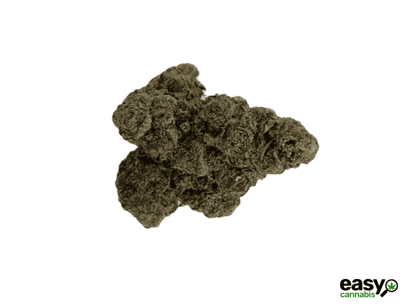 קנאביס רפואי תפרחת פרפל דידי - T22/C4 - Purple DD שיח מדיקל לילה - אינדיקה