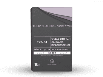 תפרחת בלאק טוליפ - T22/C4 - Black Tulip