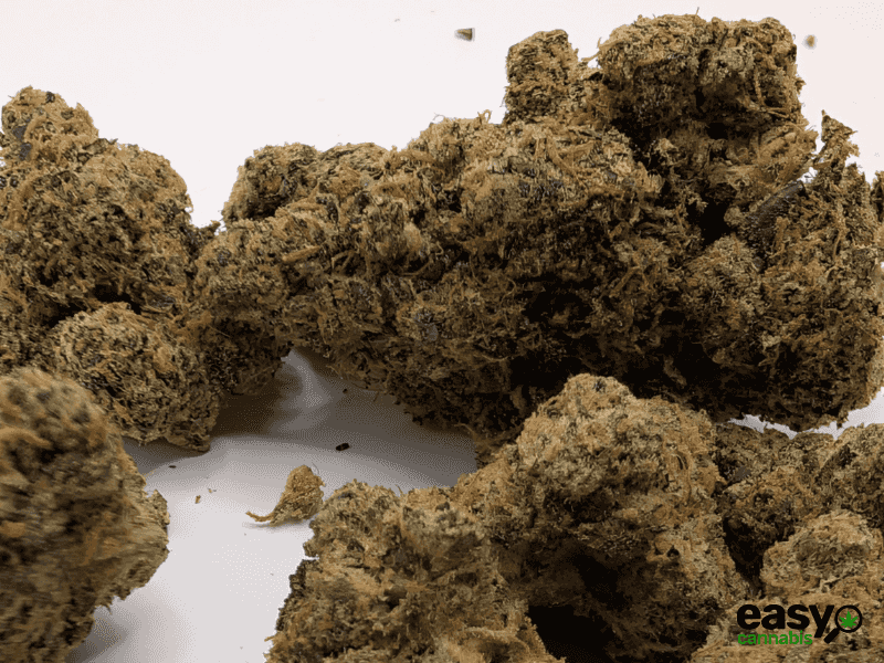 קנאביס רפואי תפרחת פי אר  - T22/C4 - PR פלאנטק מדיקל לילה - אינדיקה