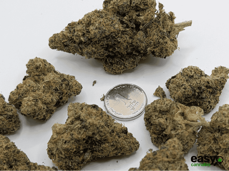 קנאביס רפואי תפרחת פי אר  - T22/C4 - PR פלאנטק מדיקל לילה - אינדיקה