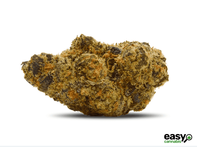 קנאביס רפואי תפרחת טרופ סי מיני - T22/C4 - Trop C Mini איי.אמ.סי לילה - אינדיקה