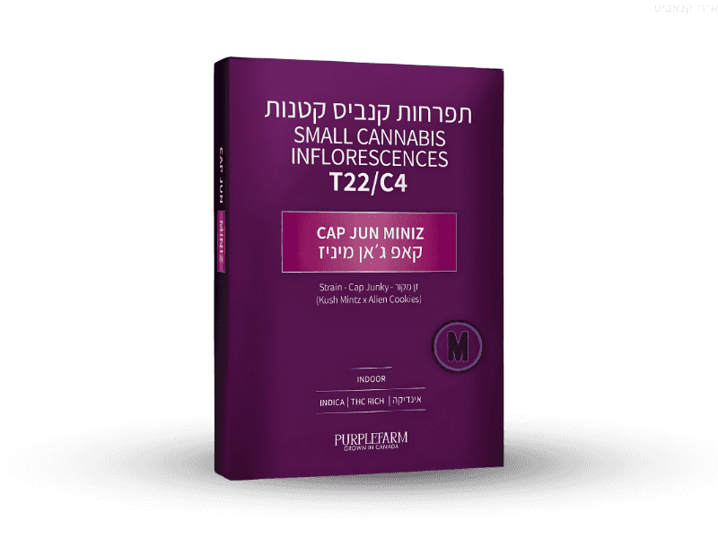 קנאביס רפואי תפרחת קאפ ג'אן מיניז - T22/C4 - Cap Jun Miniz קנדוק יום - סאטיבה
