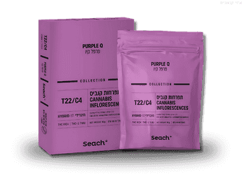 תפרחת פרפל קיו - T22/C4 - Purple Q