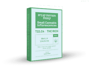 תפרחת אל.אייץ' מיני - T22/C4 - L.H Mini