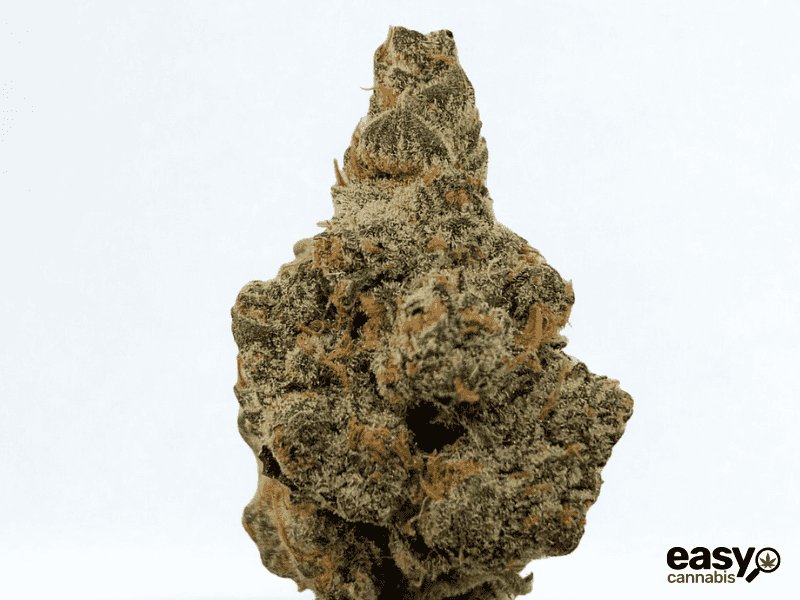 קנאביס רפואי תפרחת איי&אף - T22/C4 - A&F טריכום יום\לילה - היברידי