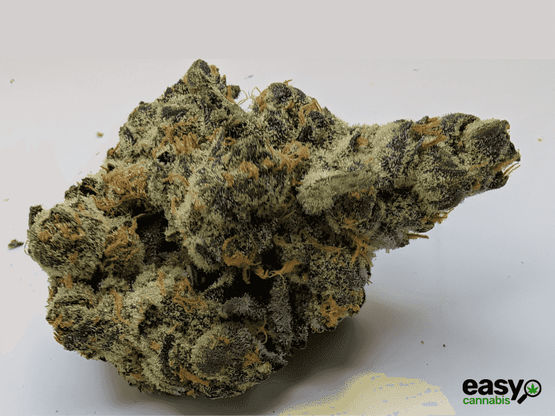 קנאביס רפואי תפרחת איי&אף - T22/C4 - A&F טריכום יום\לילה - היברידי