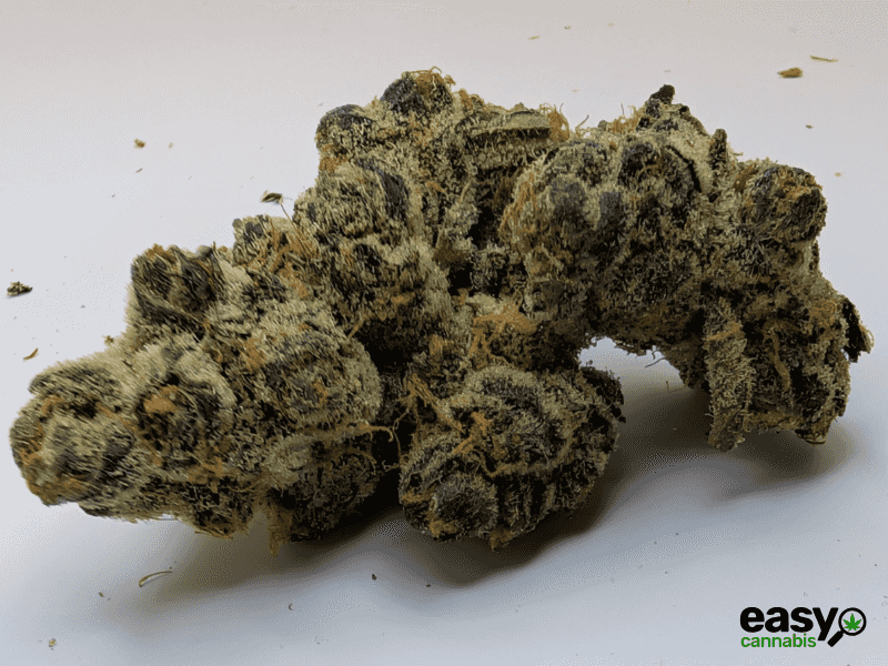 קנאביס רפואי תפרחת איי&אף - T22/C4 - A&F טריכום יום\לילה - היברידי