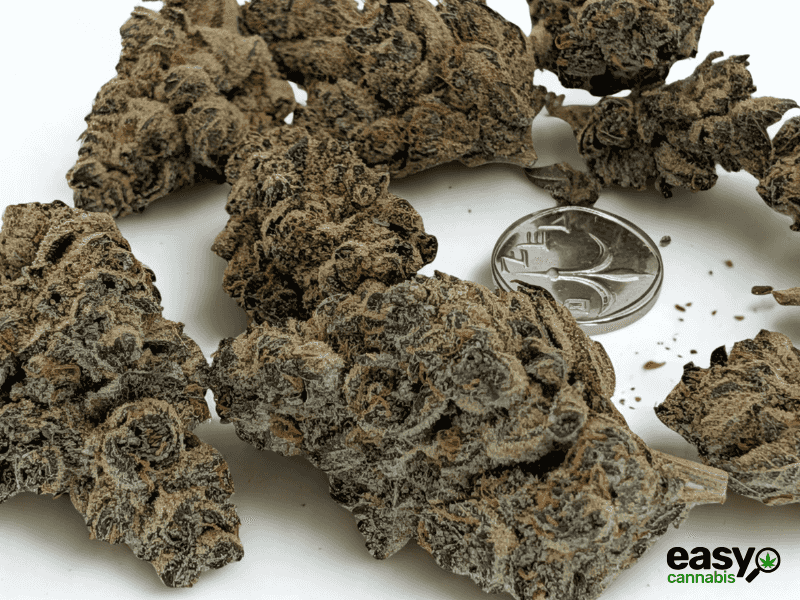 קנאביס רפואי תפרחת איי&אף - T22/C4 - A&F טריכום יום\לילה - היברידי