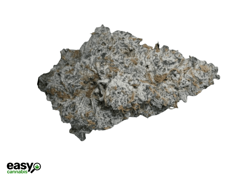 קנאביס רפואי תפרחת סקוטיק מיני - T22/C4 - Scotic Mini טריכום לילה - אינדיקה