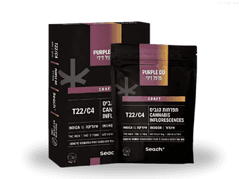 תפרחת פרפל דידי - T22/C4 - Purple DD