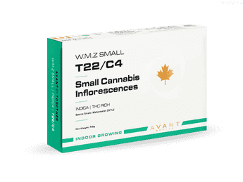 תפרחת דאבליו.אם.זי סמול - T22/C4 - W.M.Z Small