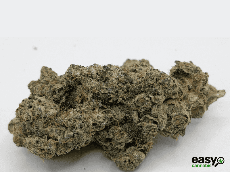 קנאביס רפואי תפרחת איי פי - T22/C4 - AP פלאנטק מדיקל לילה - אינדיקה