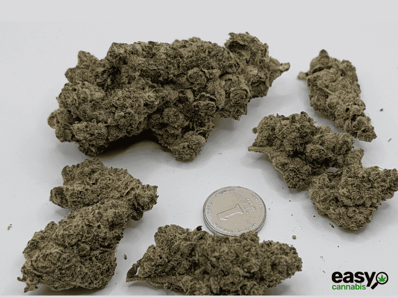 קנאביס רפואי תפרחת איי פי - T22/C4 - AP פלאנטק מדיקל לילה - אינדיקה