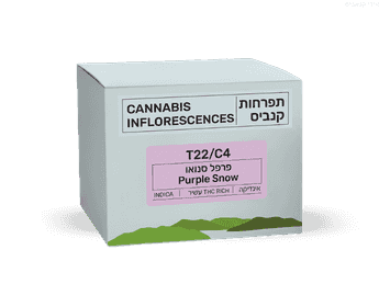 תפרחת פרפל סנואו - T22/C4 - Purple Snow