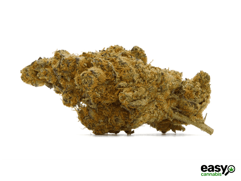 קנאביס רפואי תפרחת דיסטר - T22/C4 - Dister איי.אמ.סי לילה - אינדיקה