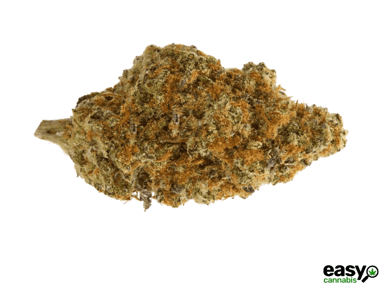 קנאביס רפואי תפרחת שר סי.קיי - T15/C3 - Sher CK איי.אמ.סי לילה - אינדיקה