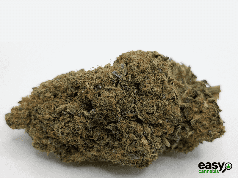 קנאביס רפואי תפרחת בי.אף למו - T22/C4 - B.F Lmo איי.אמ.סי יום - סאטיבה