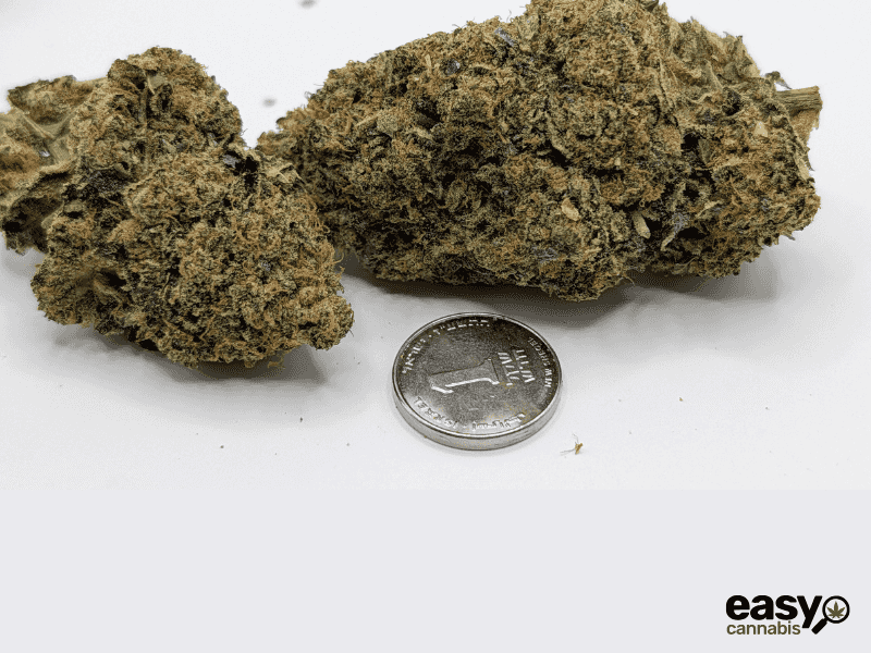 קנאביס רפואי תפרחת בי.אף למו - T22/C4 - B.F Lmo איי.אמ.סי יום - סאטיבה