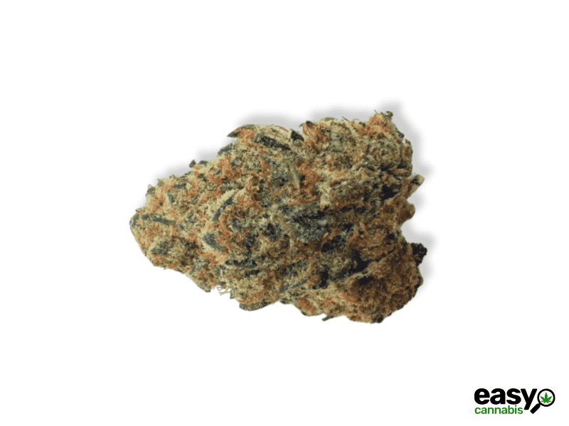 קנאביס רפואי תפרחת טובי - T22/C4 - Tubi שיח מדיקל יום - סאטיבה