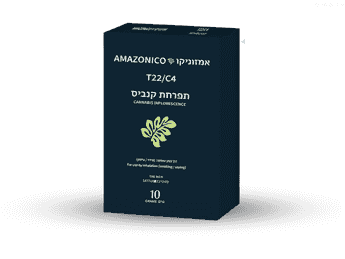 תפרחת אמזוניקו - T22/C4 - Amazonico