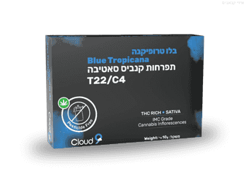 תפרחת בלו טרופיקנה מיני - T22/C4 - Blue Tropicana Mini