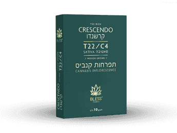 תפרחת קרשנדו - T22/C4 - Crescendo