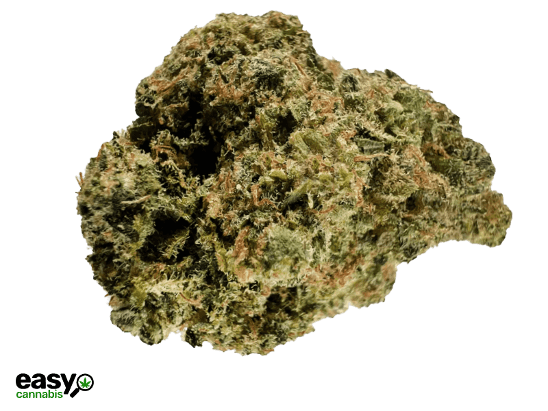 קנאביס רפואי תפרחת פאט יו - T22/C4 - Fat.U שיח מדיקל יום - סאטיבה