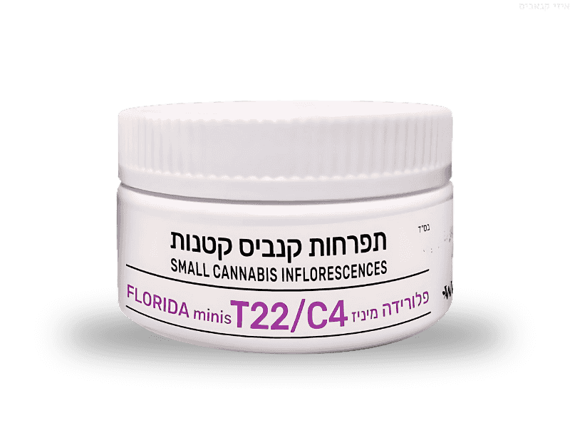 תפרחת פלורידה מיניז - T22/C4 - Florida Miniz