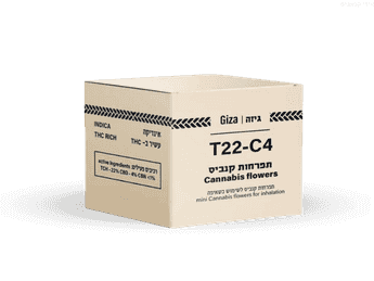 תפרחת גיזה - T22/C4 - Giza