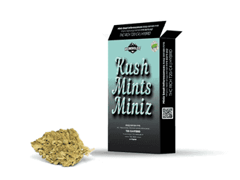 תפרחת קוש מינטס מיניז - T20/C4 - Kush Mints Miniz
