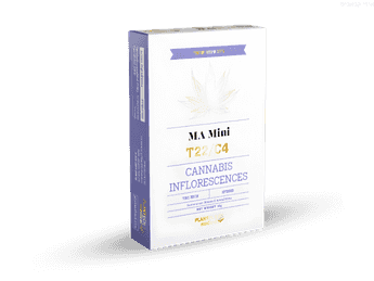 תפרחת אם איי מיני  - T22/C4 - MA Mini