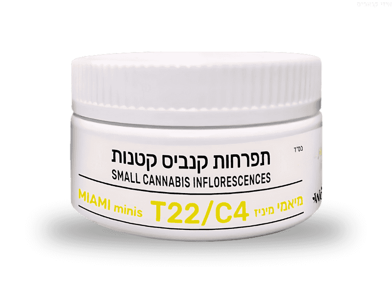 תפרחת מיאמי מיניז - T22/C4 - Miami Miniz