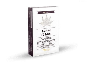 תפרחת טי איי מיני  - T22/C4 - TA Mini