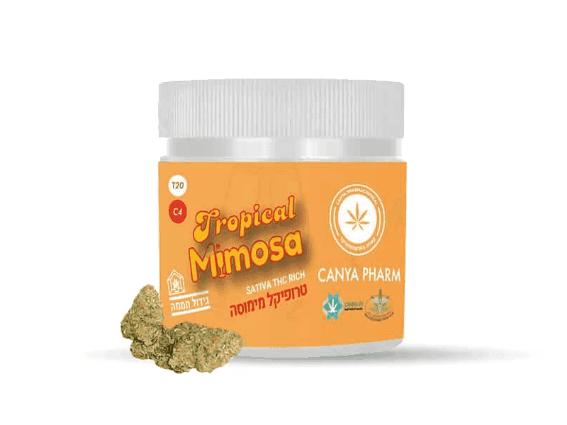 קנאביס רפואי תפרחת טרופיקל מימוסה - T20/C4 - Tropical Mimosa קאניה פארם יום - סאטיבה