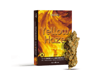תפרחת ילו הייז - T10/C10 - Yellow Haze