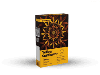 תפרחת ילו סאנפלאוור - T20/C4 - Yellow Sunflower