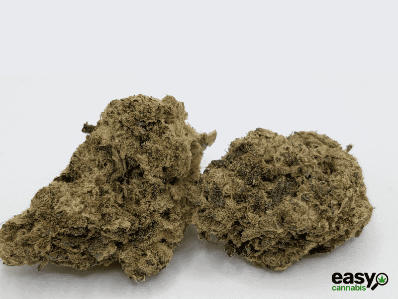 קנאביס רפואי תפרחת פאנק פי - T22/C4 - Fank P איי.אמ.סי יום - סאטיבה