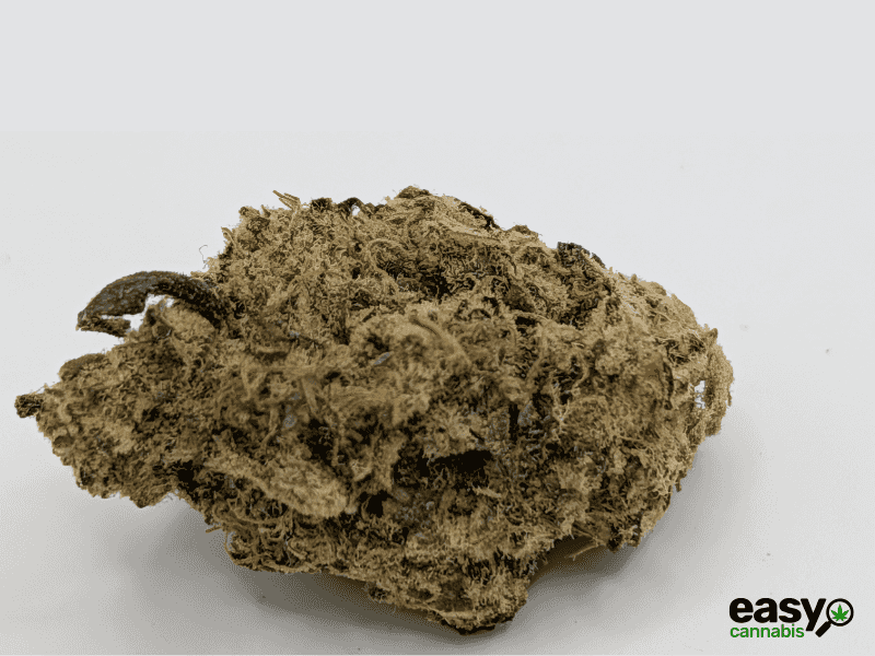 קנאביס רפואי תפרחת פאנק פי - T22/C4 - Fank P איי.אמ.סי יום - סאטיבה