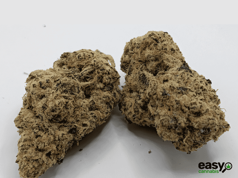 קנאביס רפואי תפרחת פי.דרה - T22/C4 - P.DRE איי.אמ.סי יום - סאטיבה