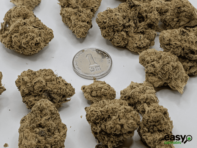 קנאביס רפואי תפרחת פי.דרה - T22/C4 - P.DRE איי.אמ.סי יום - סאטיבה