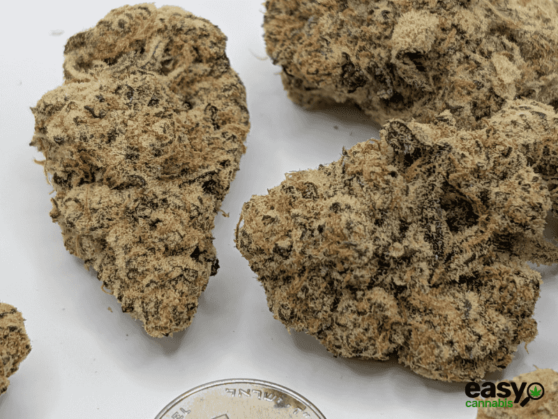 קנאביס רפואי תפרחת פי.דרה - T22/C4 - P.DRE איי.אמ.סי יום - סאטיבה