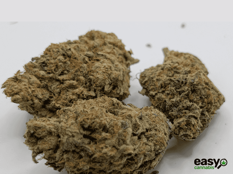 קנאביס רפואי תפרחת קוספו - T22/C4 - COSPO איי.אמ.סי לילה - אינדיקה