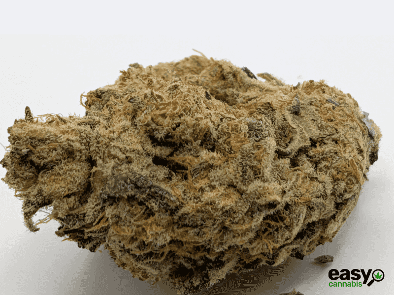 קנאביס רפואי תפרחת קוספו - T22/C4 - COSPO איי.אמ.סי לילה - אינדיקה