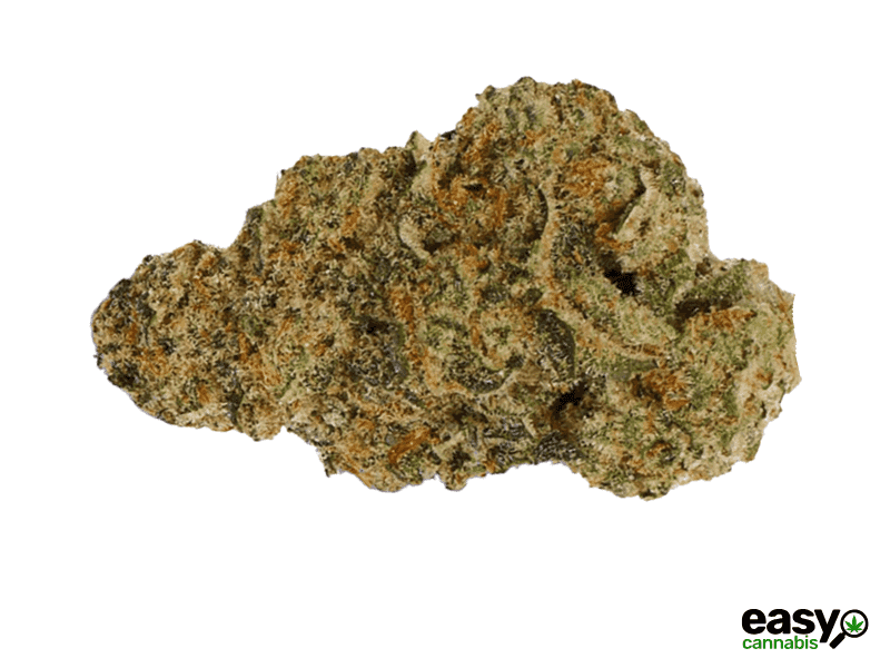 קנאביס רפואי תפרחת בלאק הוב - T22/C4 - BLACK HOB איי.אמ.סי לילה - אינדיקה